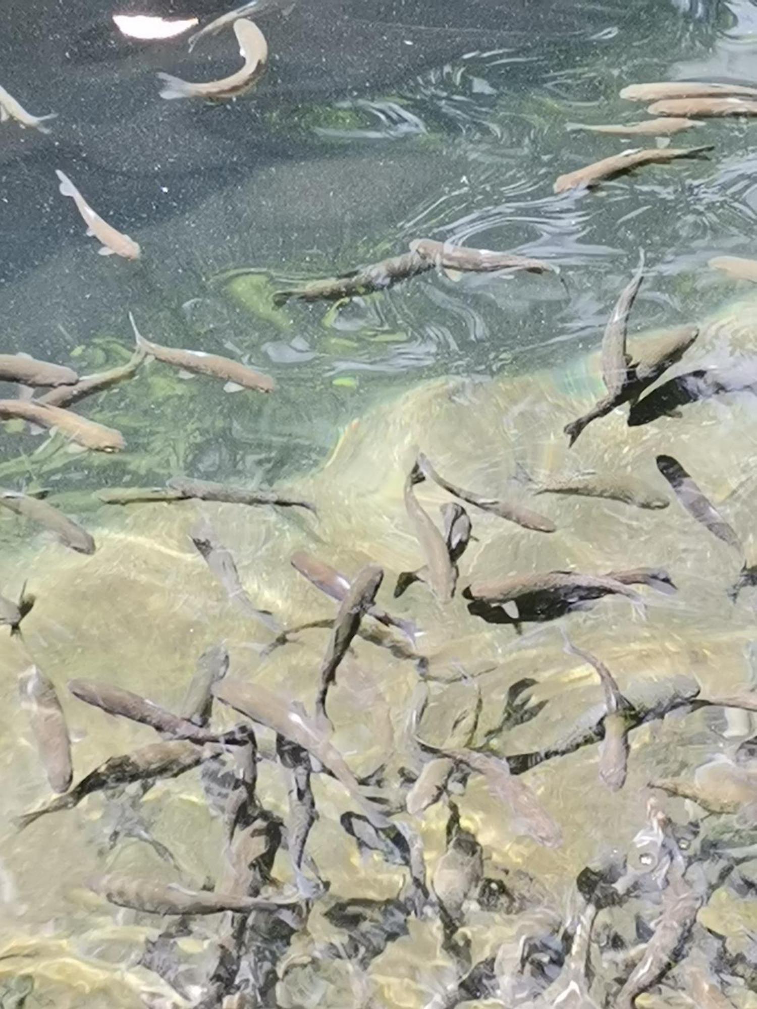 Ethno Cottage Momo Tepca Žabljak Szoba fotó